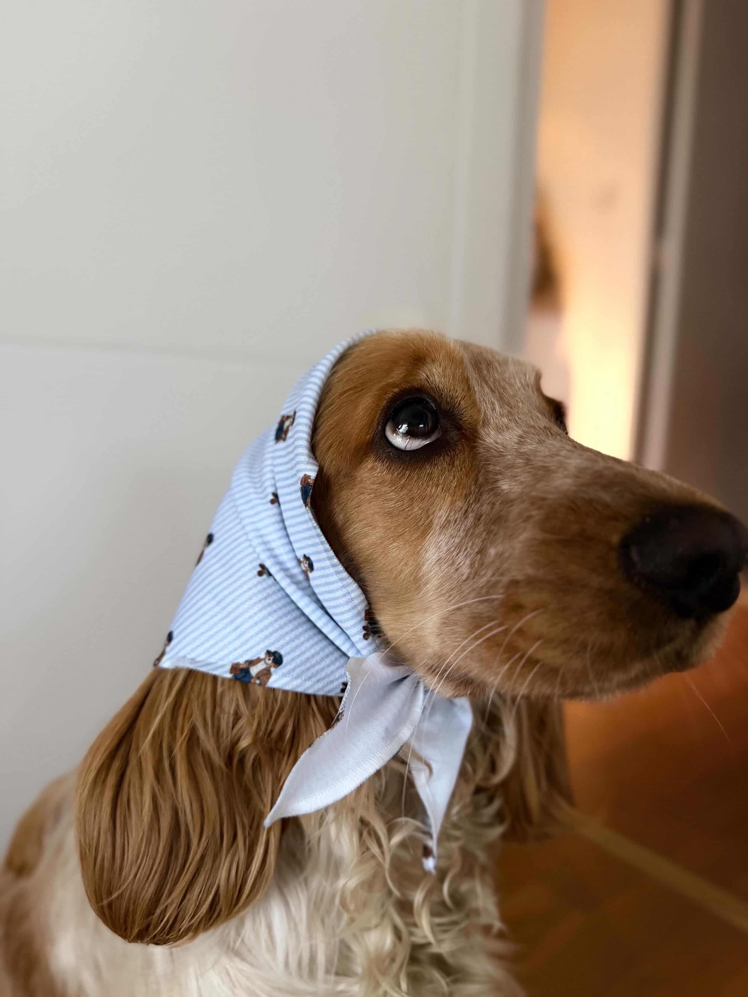 Bandana Zazou Bear