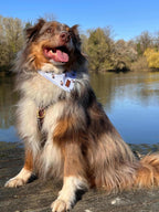 Bandana Zazou Bear