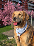 Bandana Zazou Bear