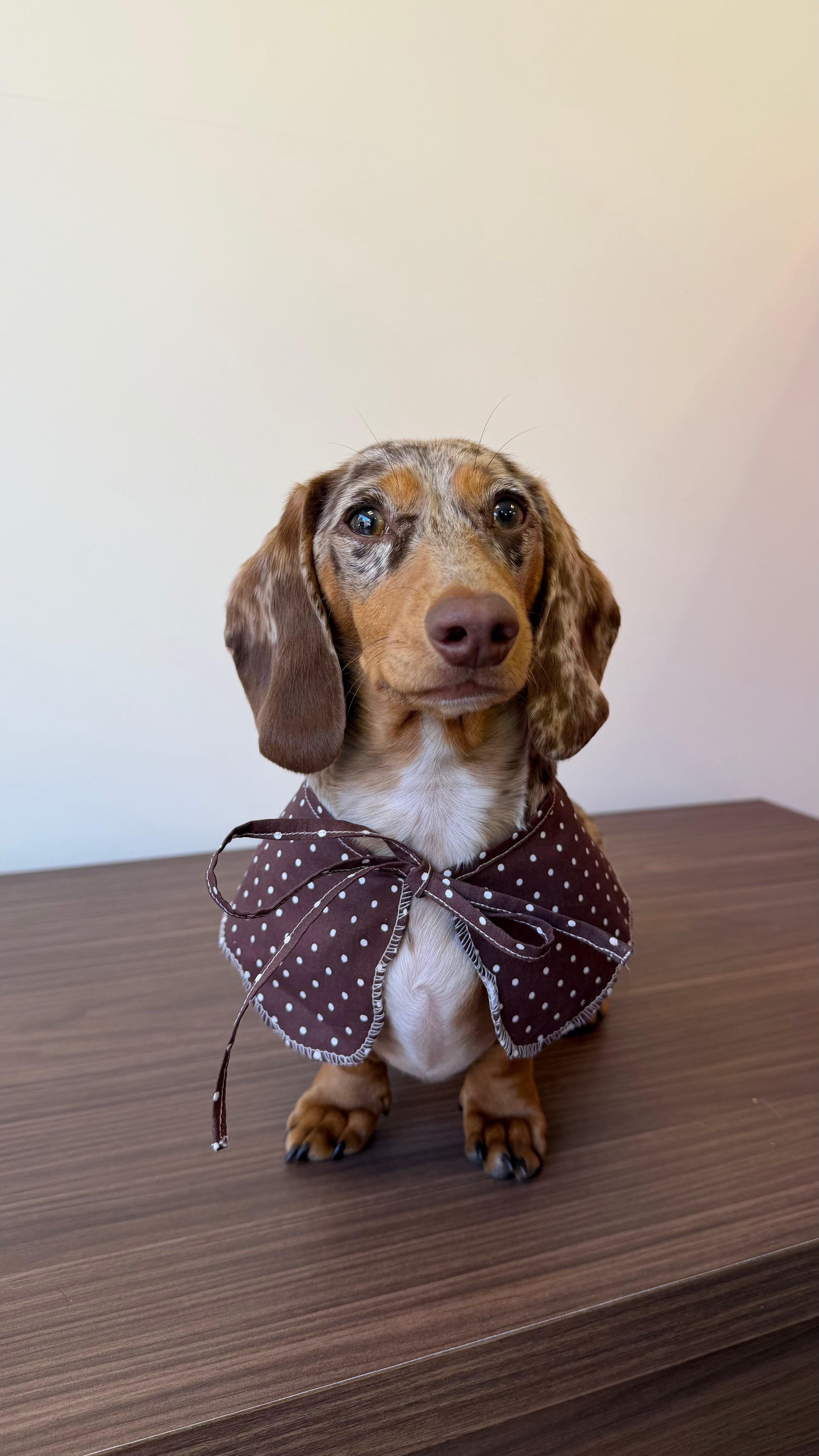Collerette polka dot