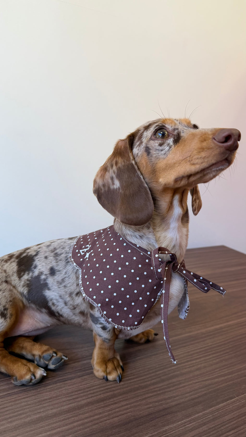 Collerette polka dot