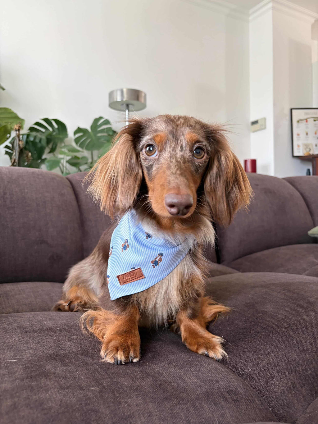 Bandana Zazou Bear