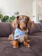 Bandana Zazou Bear