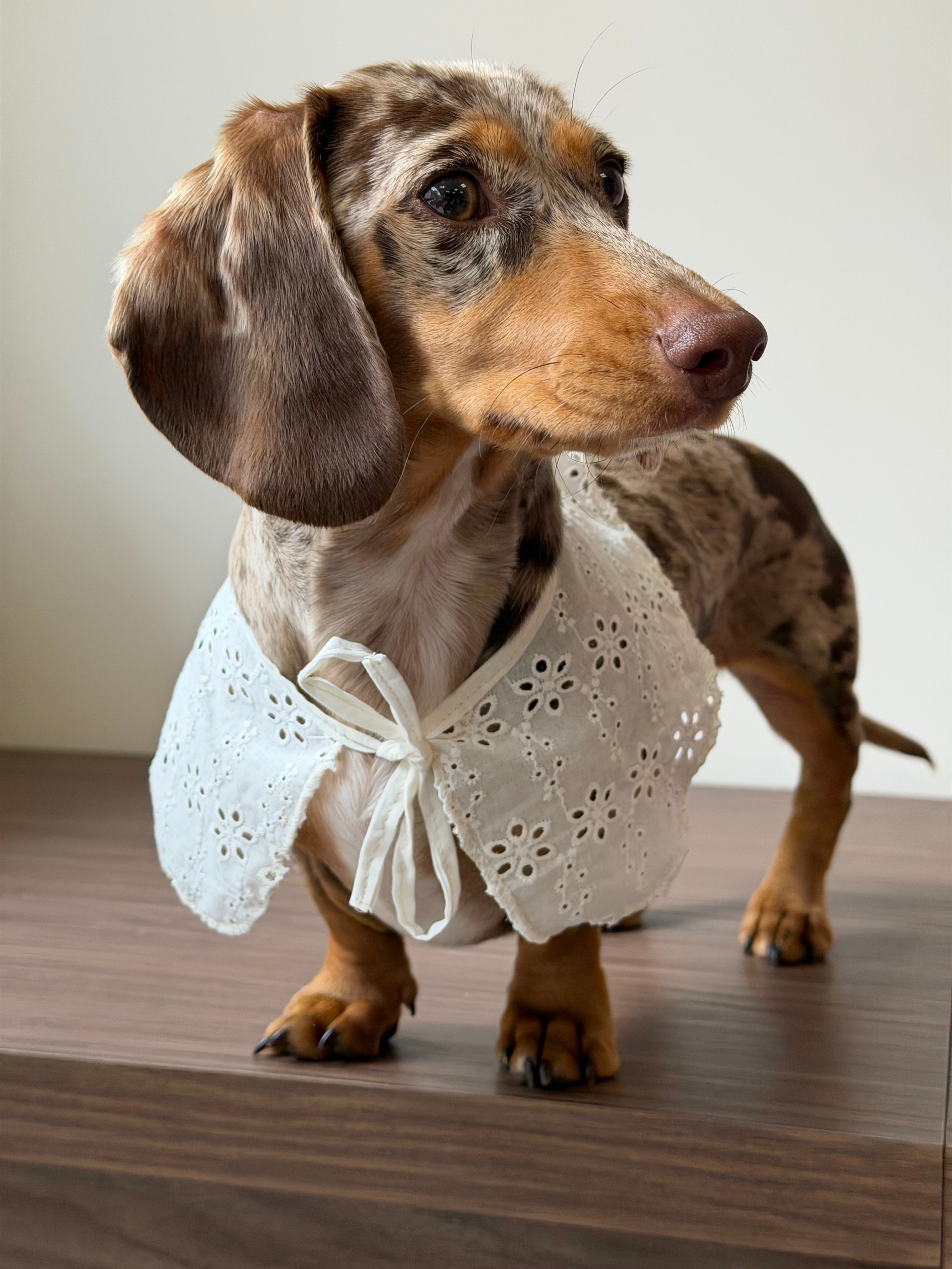 Collerette broderie anglaise